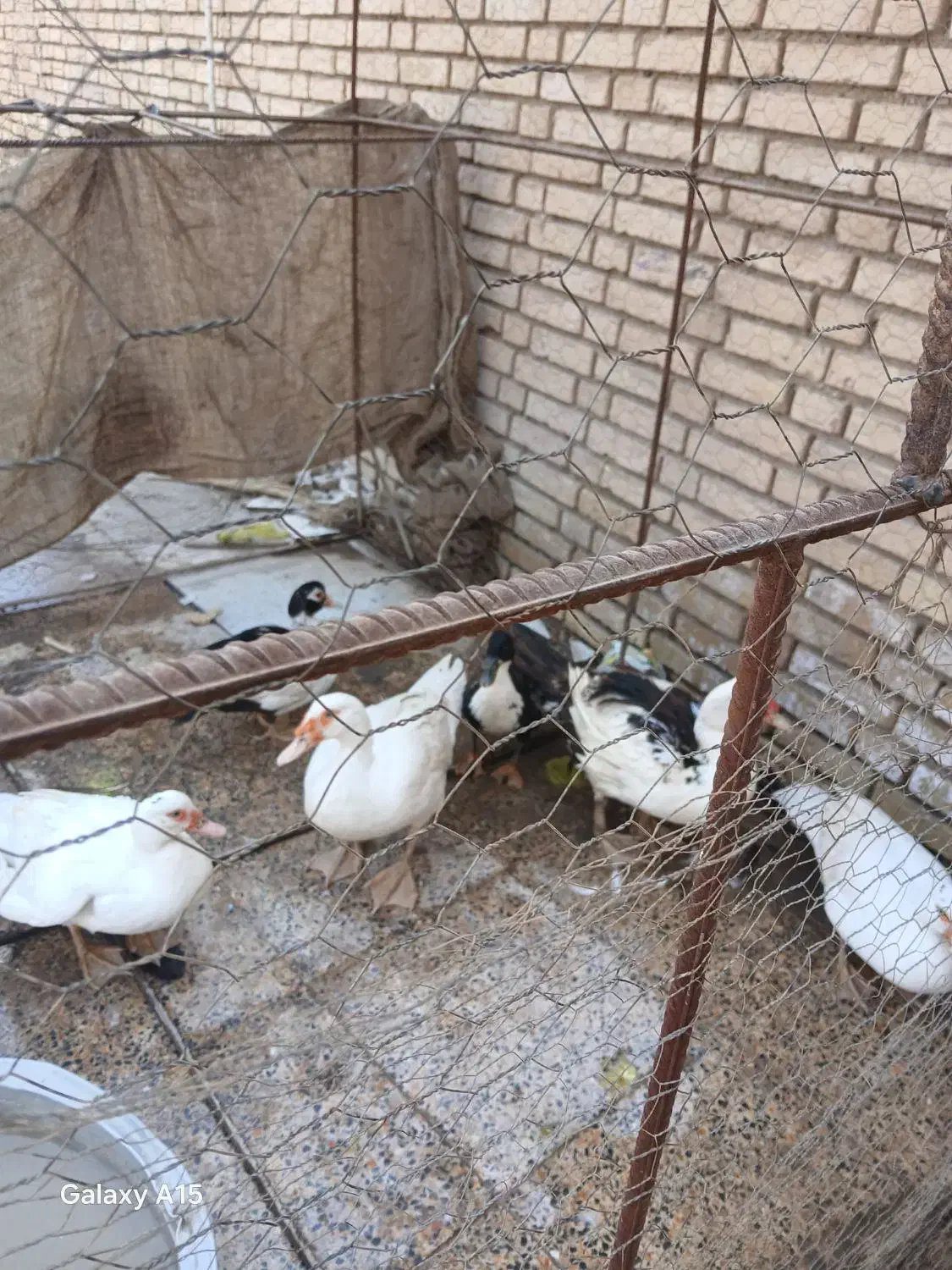 اردک روسی|حیوانات مزرعه|اهواز, کارون|دیوار
