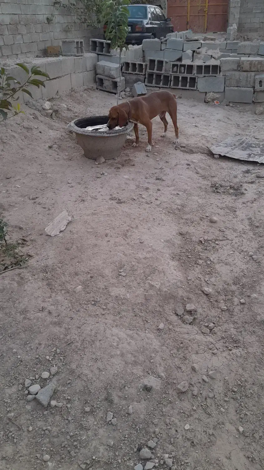 شکاری ۱۵ ماهه مخصوص پرنده و شکار ردزن|سگ|آشخانه, |دیوار