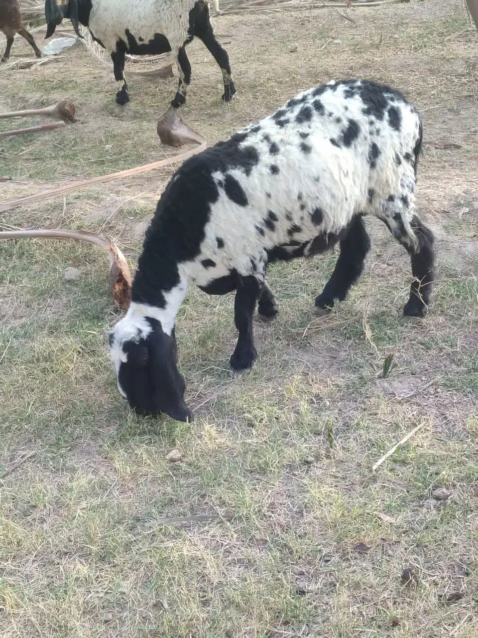 بره و میش|حیوانات مزرعه|سراوان, |دیوار