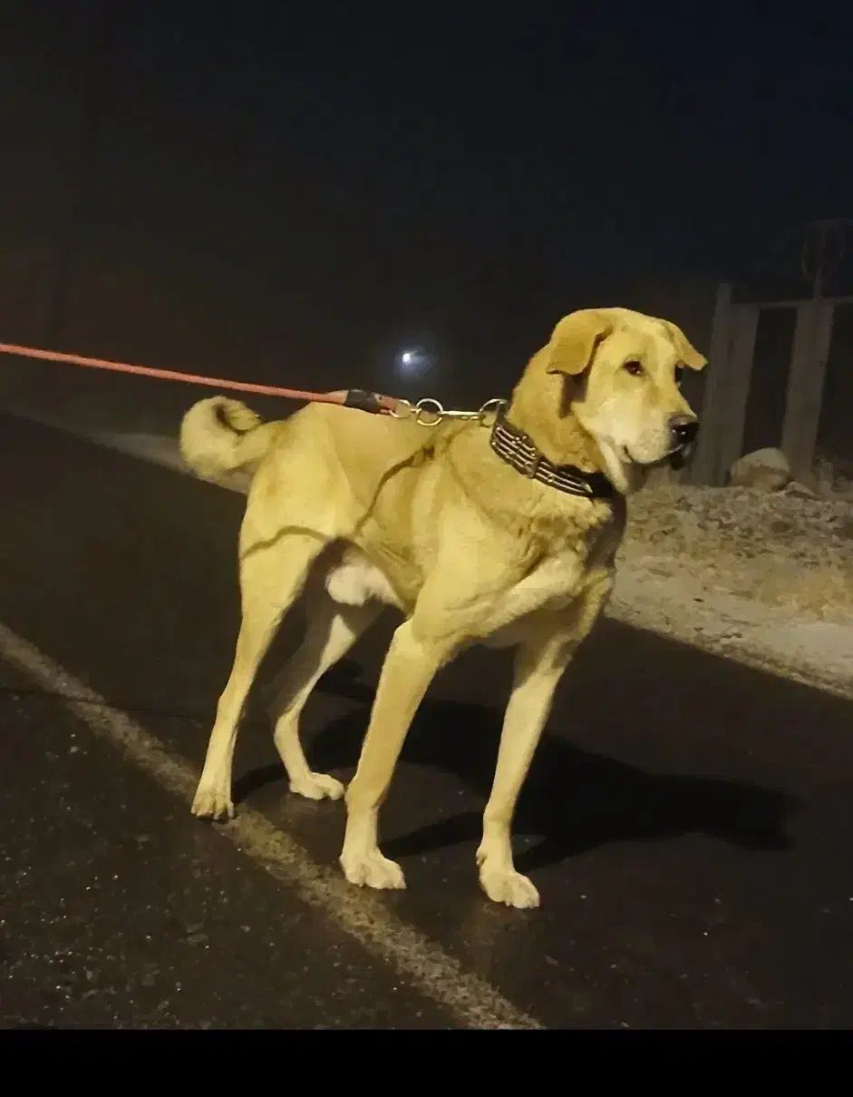 سگ‌....|سگ|سراب, |دیوار