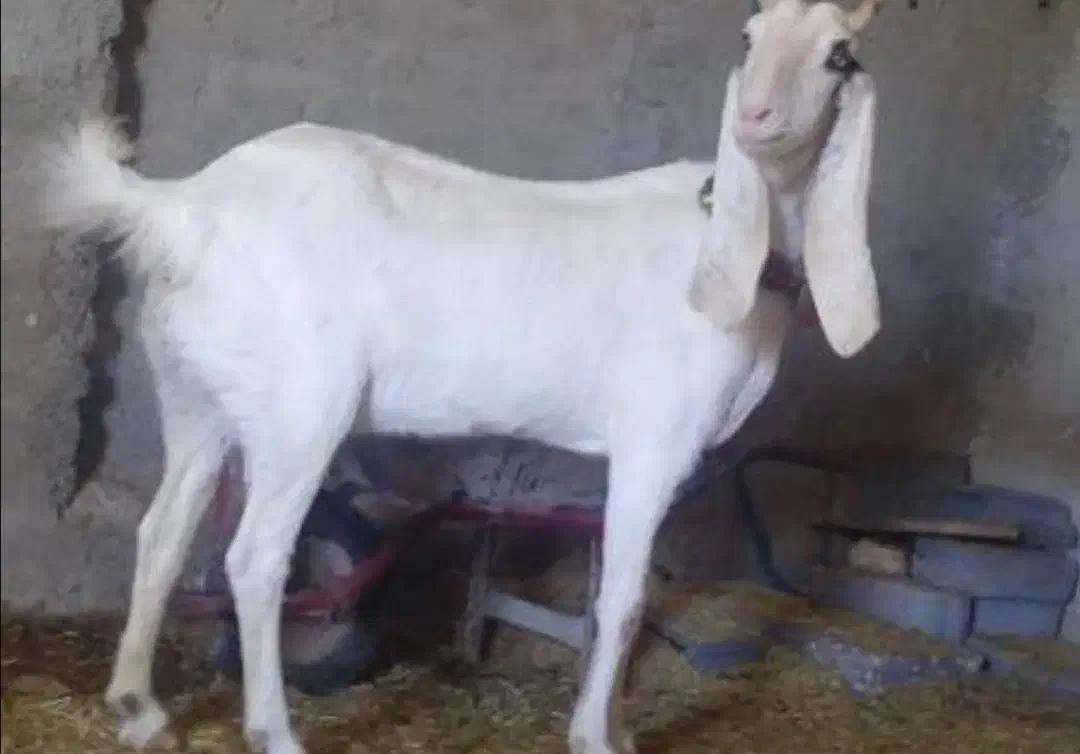 شیر بز|حیوانات مزرعه|نیشابور, فضل|دیوار