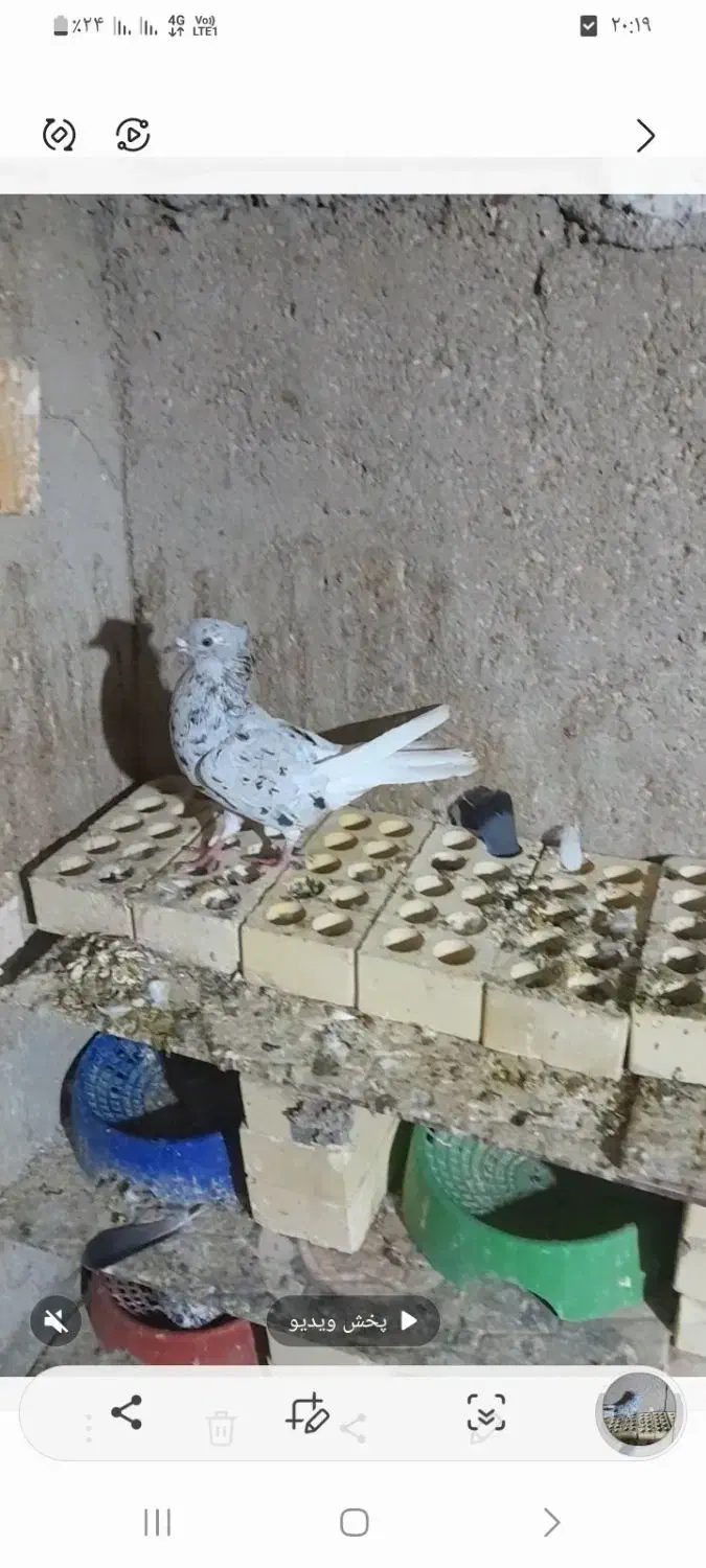 یک جفت ماده دم سفید|پرنده|امیدیه, |دیوار