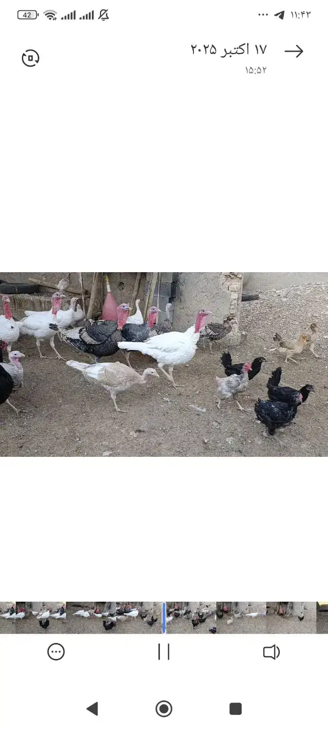 فروش بوقلمون|حیوانات مزرعه|فسا, |دیوار