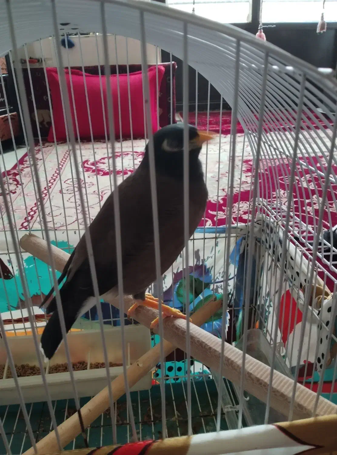 مینا افغانی|پرنده|تربت‌حیدریه, بالا ولایت|دیوار