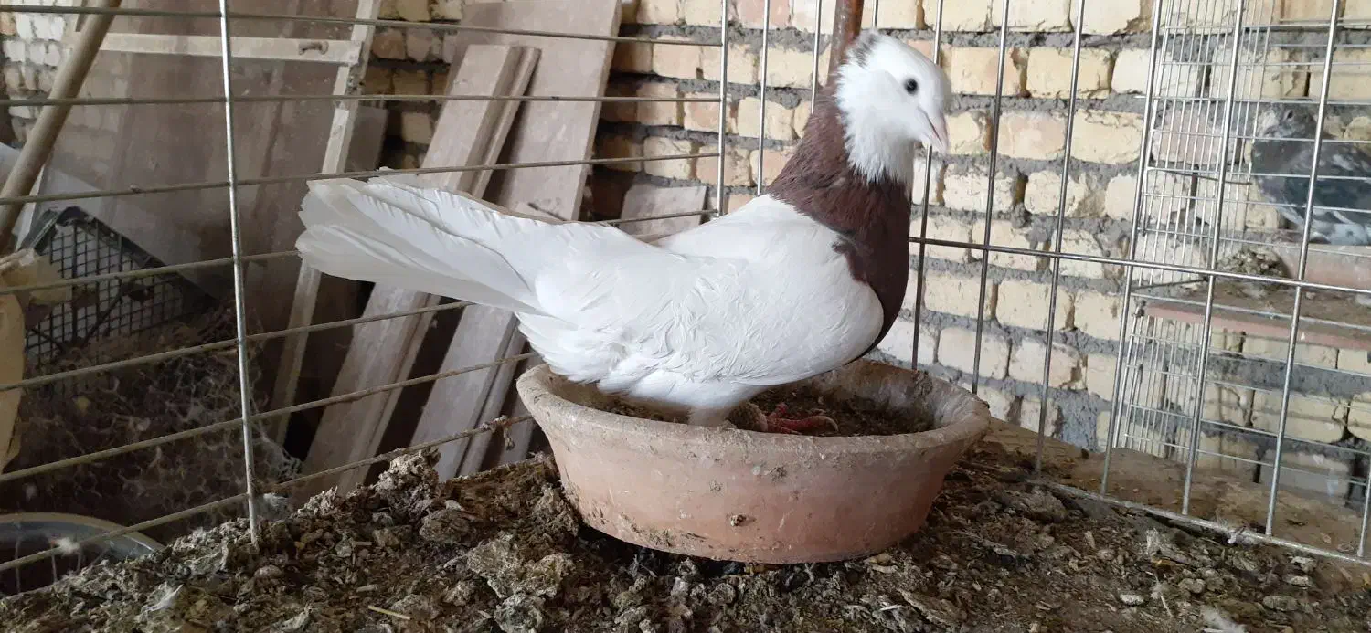 طوقی سرخ خال مشکی|پرنده|اصفهان, باغ نگاره|دیوار