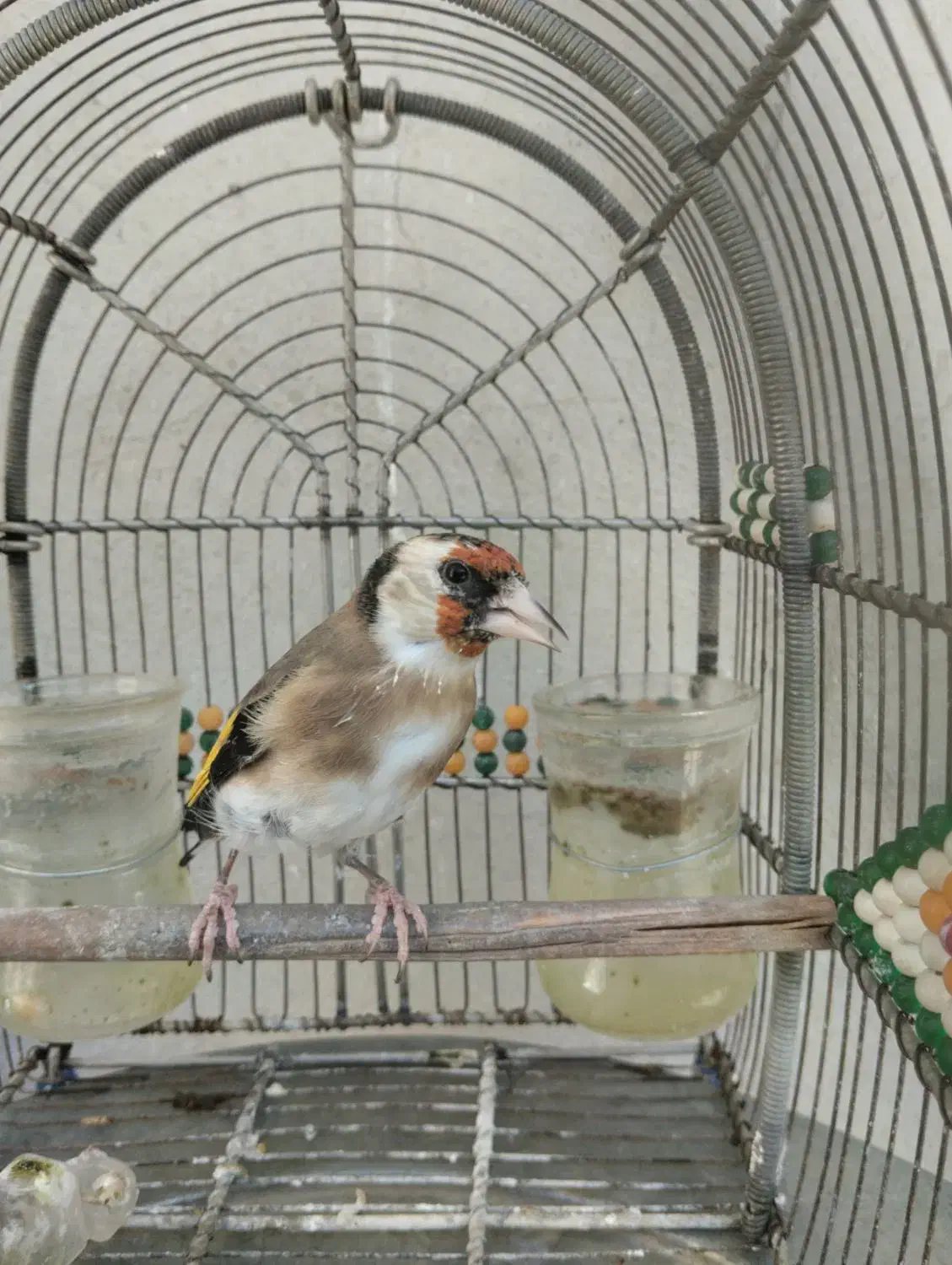 سهره دورگ سرسیا ماده جوجه قفسی زیر دهنی پر زور|پرنده|شیراز, رکنآباد|دیوار