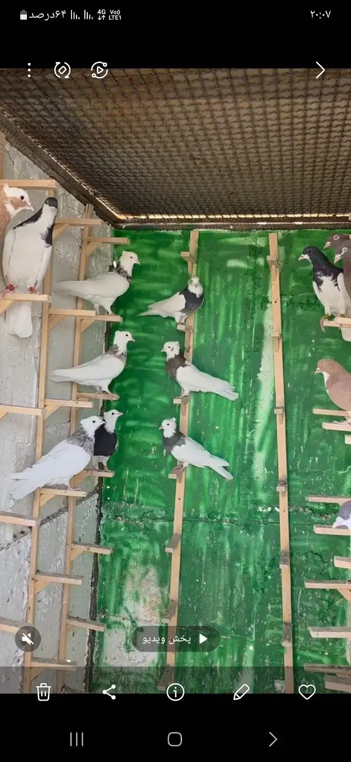 رنگی .کله .سینه .شهری .دم سفید|پرنده|محمله, |دیوار