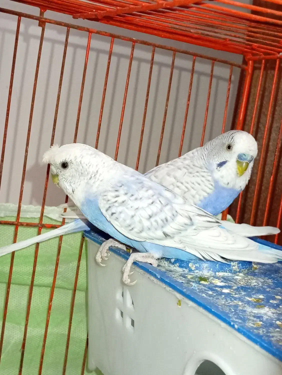 مرغ عشق دستی مولد نژاد اسپانگل.|پرنده|دورود, |دیوار