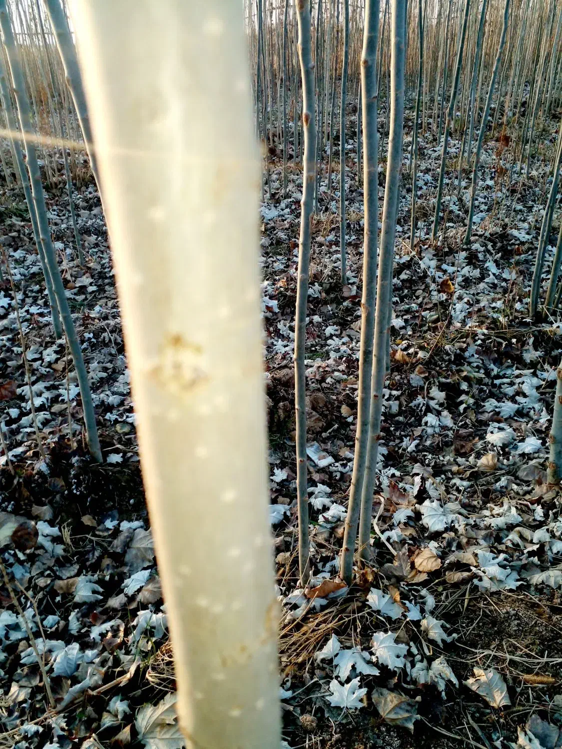 فروش کبودوصنوبر به جای دلال بیاازمن ارزون بخر|گل و گیاه طبیعی|میاندوآب, |دیوار