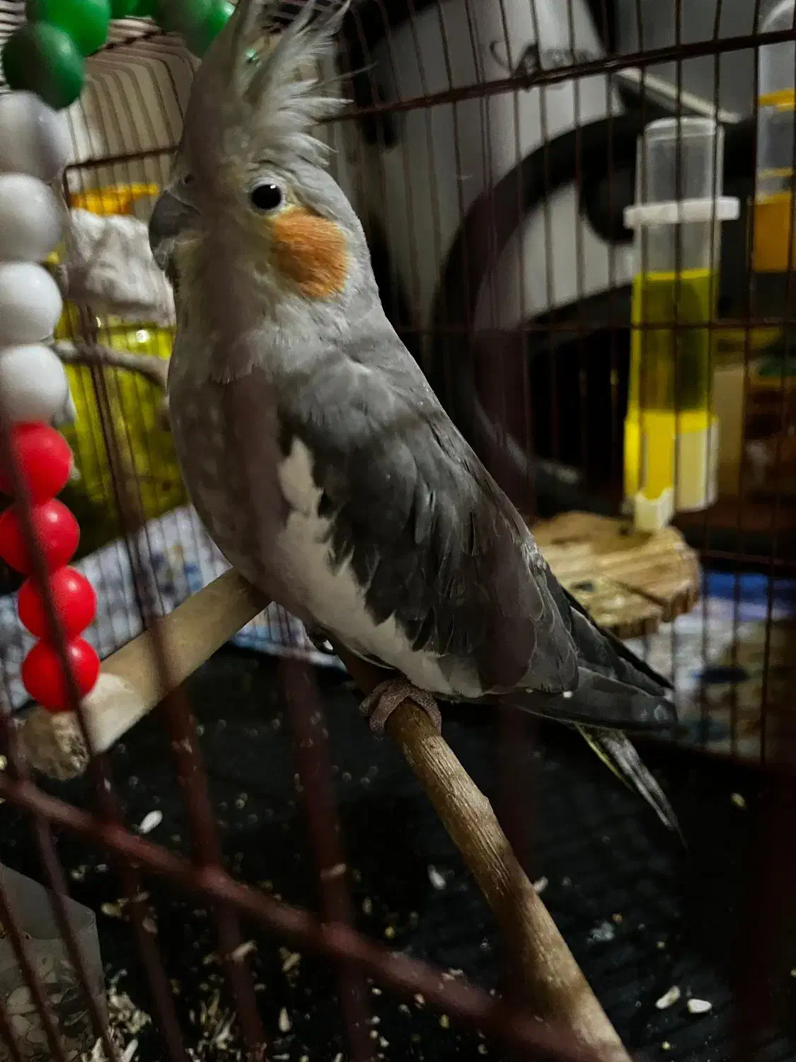 جفت عروس هلندی|پرنده|دوگنبدان, |دیوار