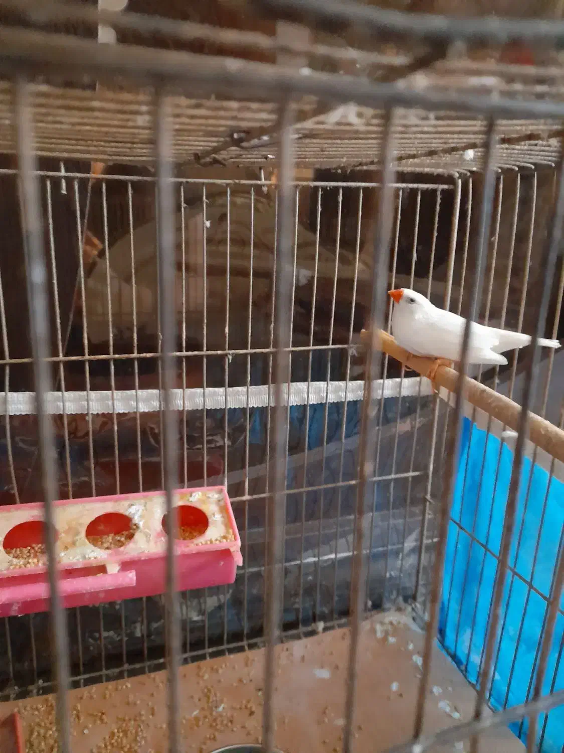 حراج فنچ با قفس ۲۵۰تومن|پرنده|رشت, هلال احمر|دیوار