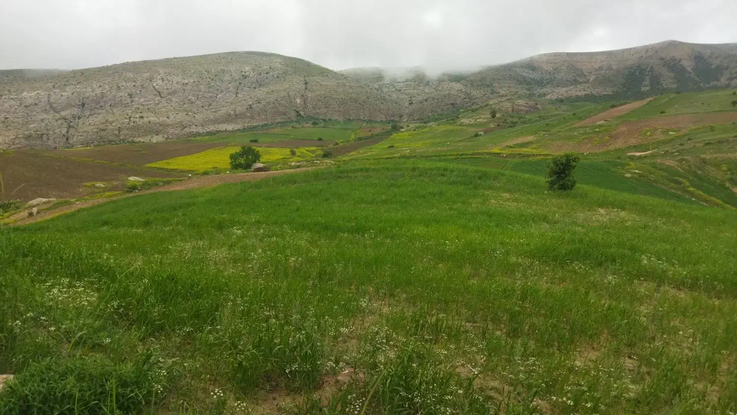 کود اوره|خدمات باغبانی و درختکاری|آشخانه, |دیوار