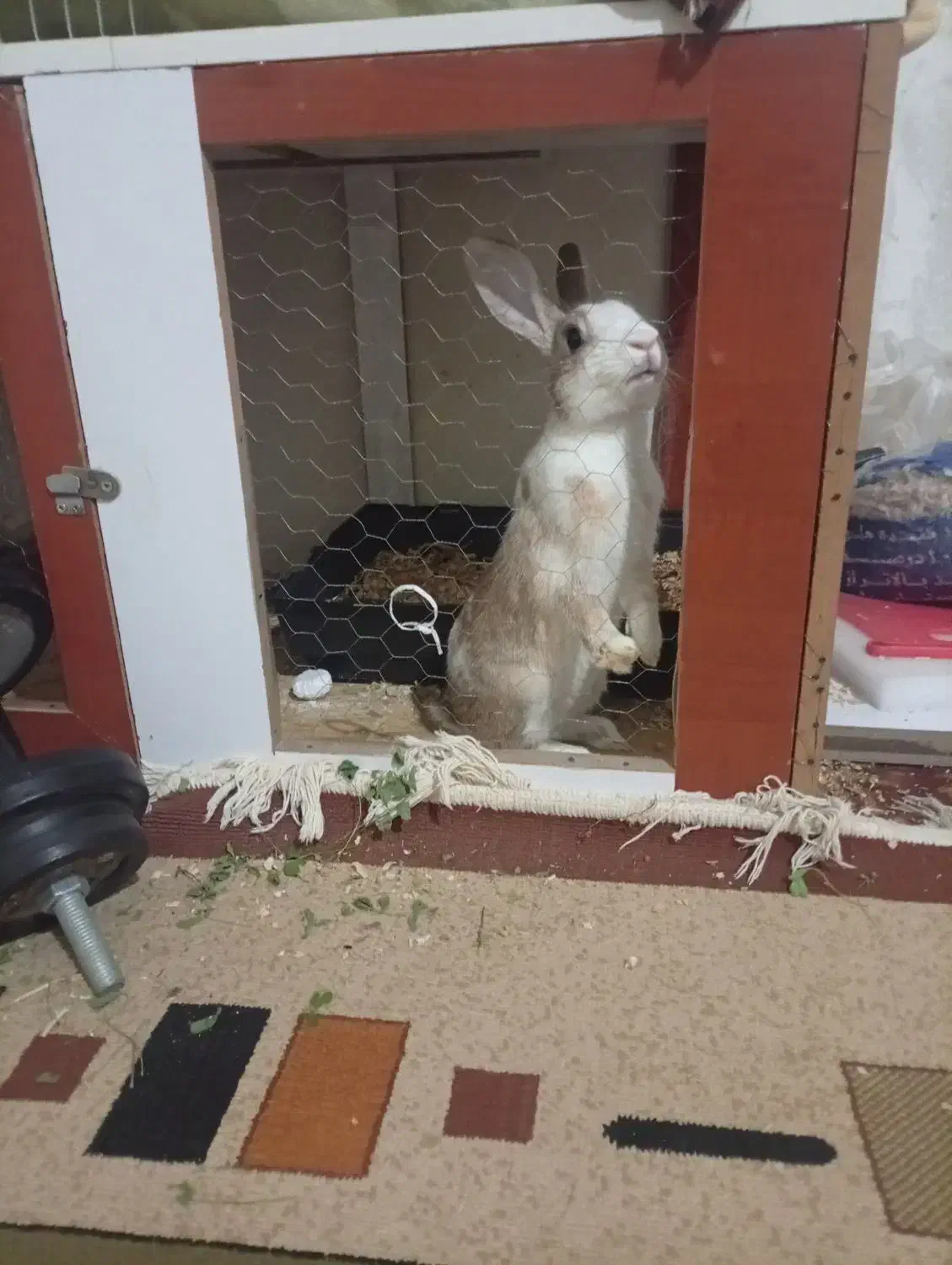 خرگوش باقفس|موش و خرگوش|الوند, |دیوار