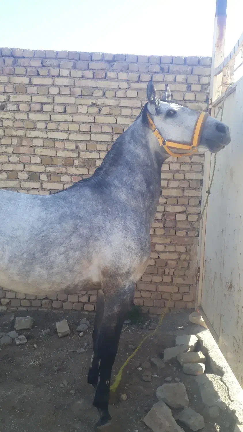 نریان کرد|اسب و تجهیزات اسبسواری|الوند, |دیوار