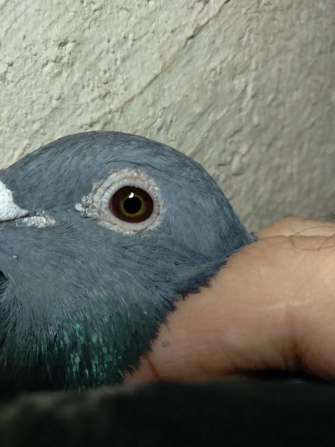 کبوتر پلاکی مسافتی جان اردن خون خالص خالص|پرنده|تهران, بوستان ولایت|دیوار