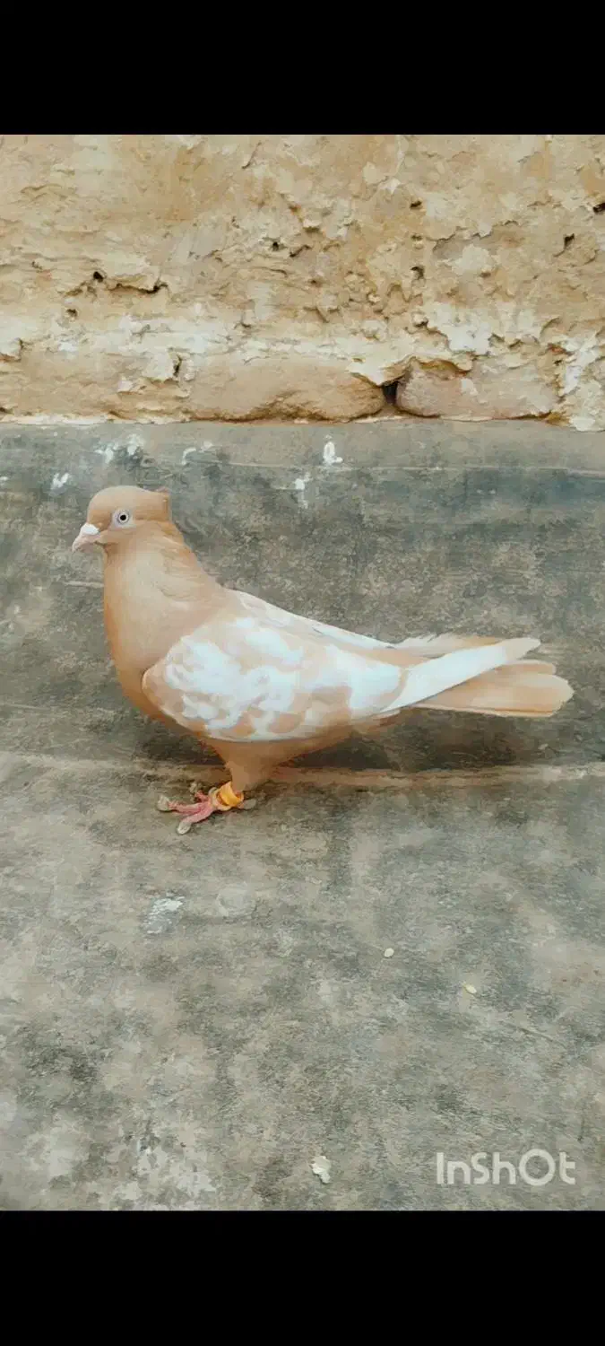 کبوتر|پرنده|تربت جام, میان جام|دیوار