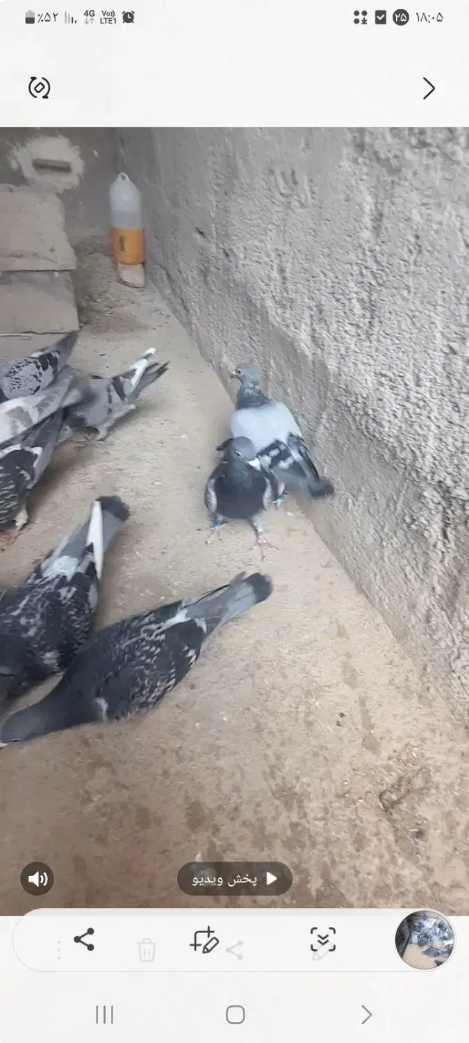 کبوتر مسافتی(پلاکی)|پرنده|شیروان (خراسان), |دیوار