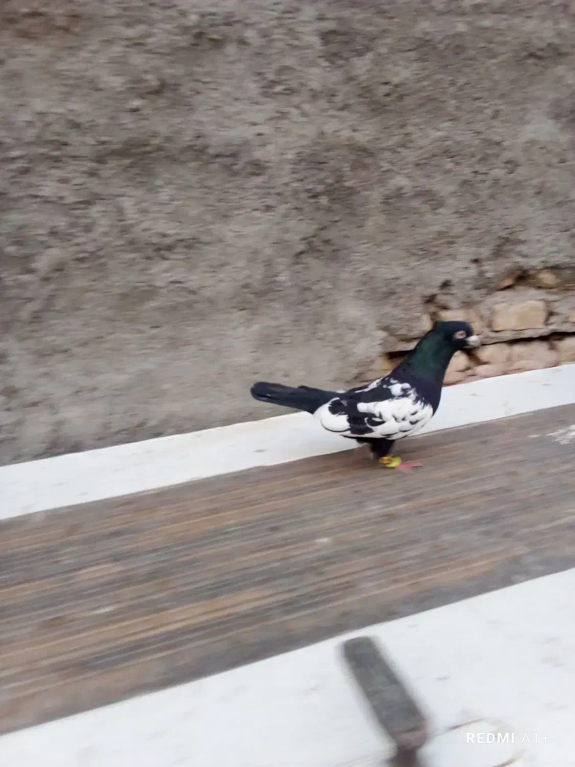 کفتر|حیوانات|مشهد, امیر آباد|دیوار