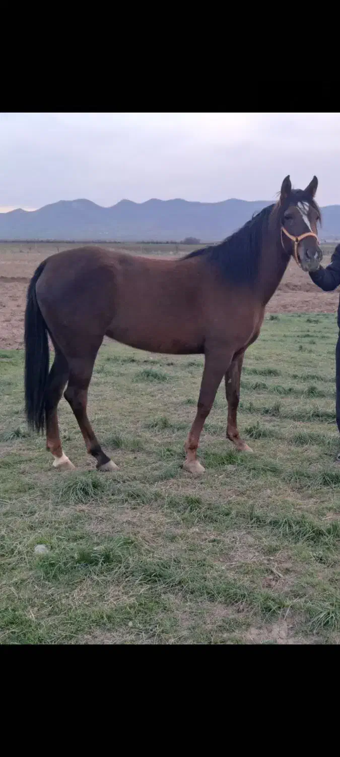 مادیان|اسب و تجهیزات اسب‌سواری|ماهیدشت, |دیوار