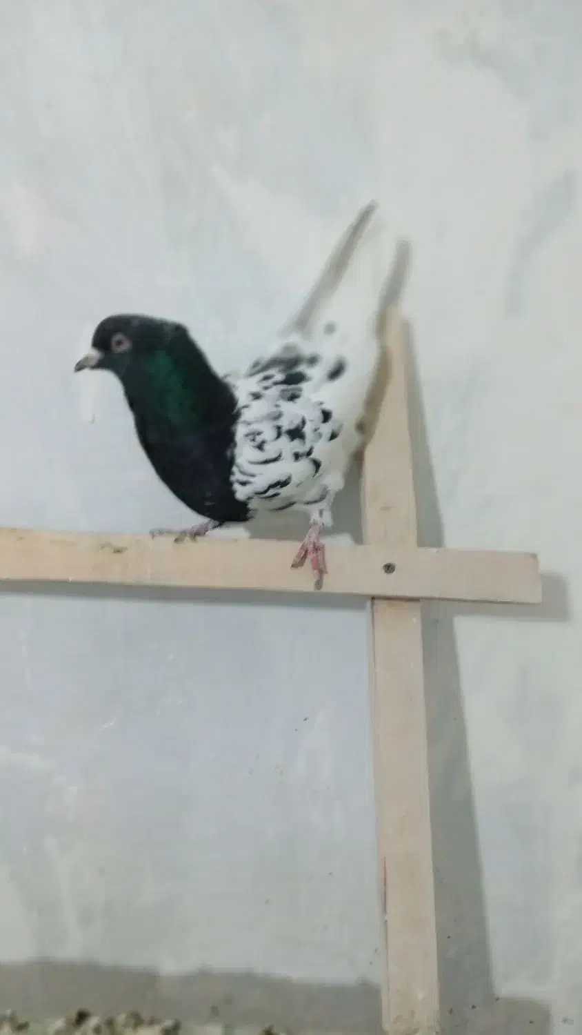 کبوتر|پرنده|ملایر, |دیوار