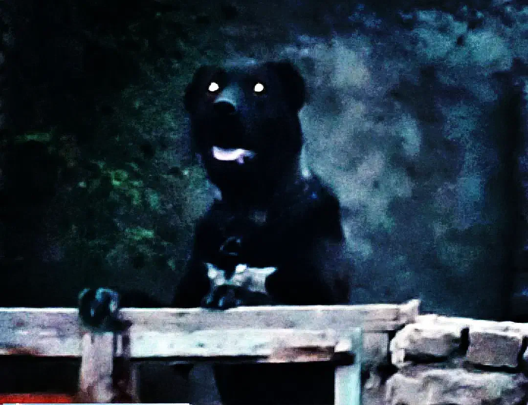 سگ افغان خوشتیپ به شرط همه چی|سگ|مشهد, همت آباد|دیوار