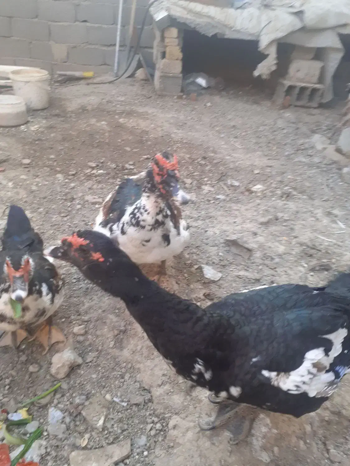 اردک اسراییلی اصیل واکسن خورده|حیوانات مزرعه|بهارستان, |دیوار