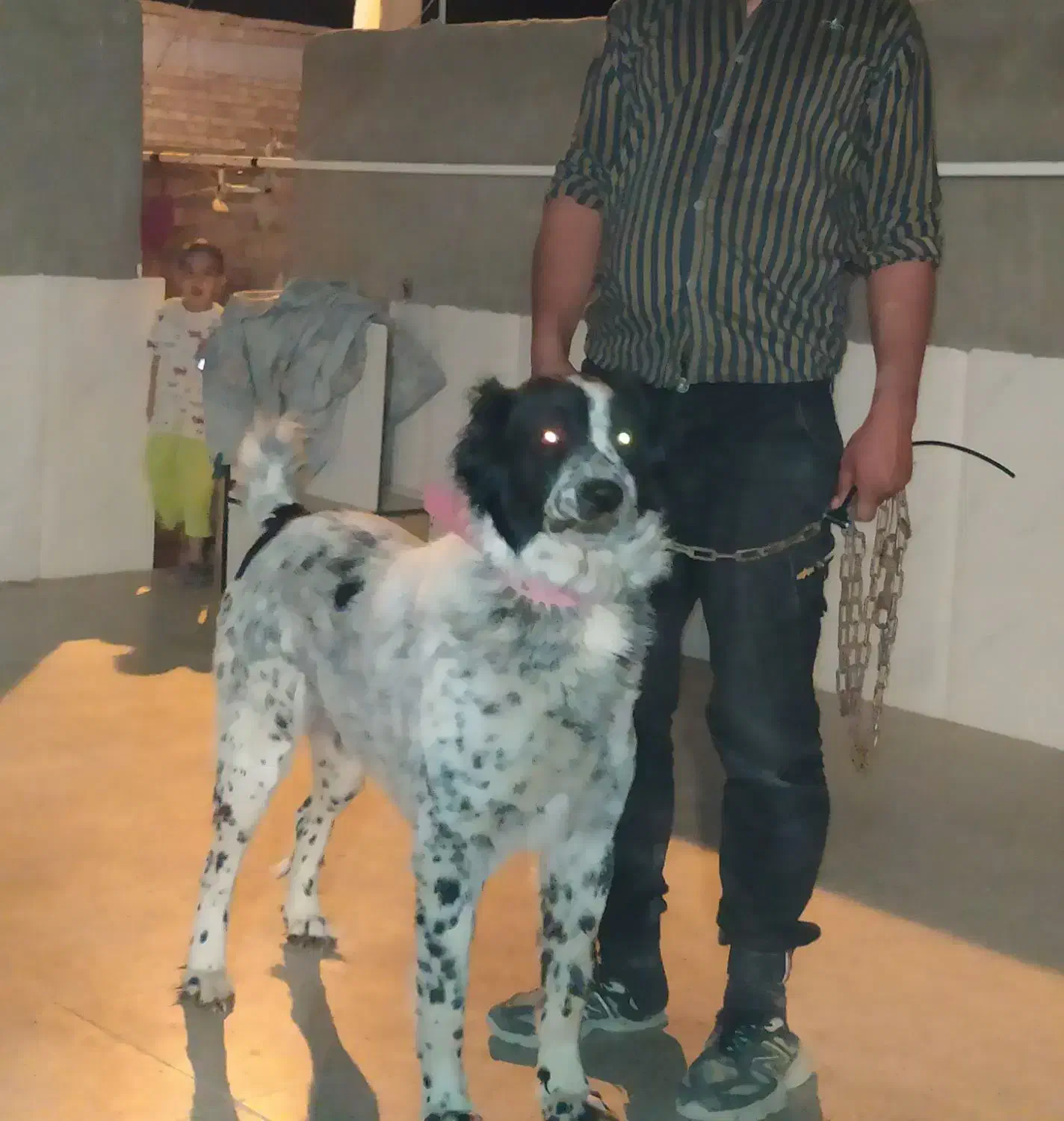 گمشده|حیوانات|یزدان شهر, |دیوار