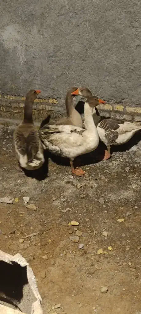 غاز|حیوانات مزرعه|شادگان, |دیوار