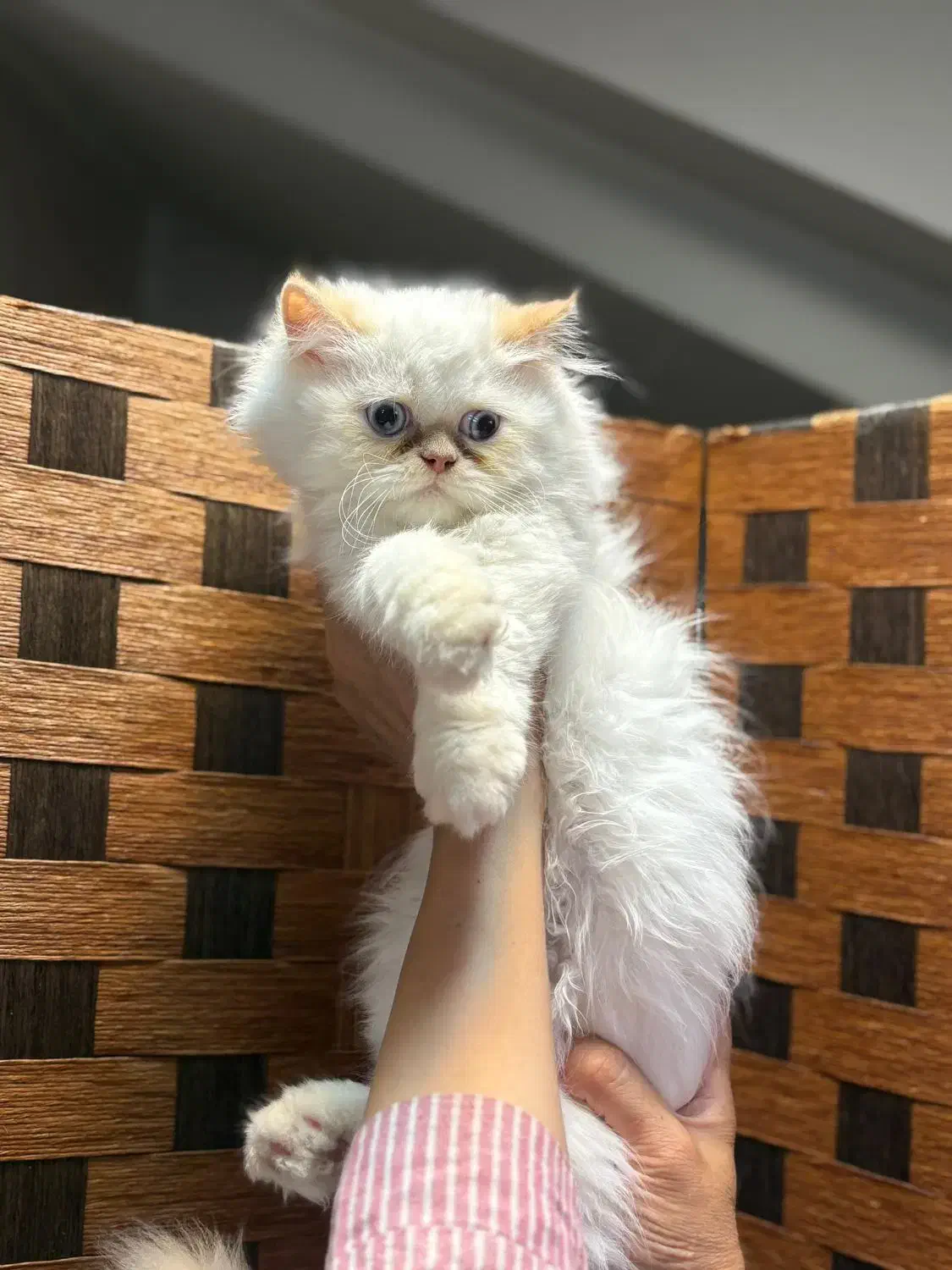 یک دنیا عشق در یک توپپشم کوچک|گربه|سنندج, |دیوار