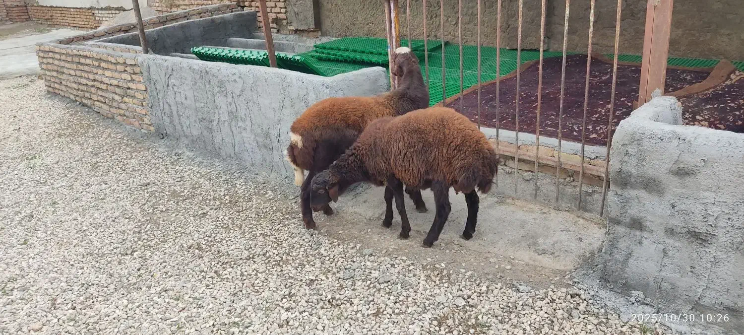 دو راس نر توقلی افشار چاق|حیوانات مزرعه|بندر ترکمن, |دیوار