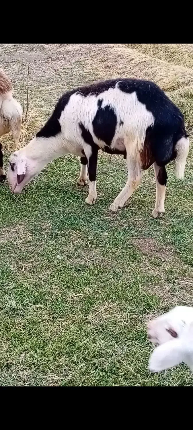 بره قوچ پلنگی خال سیاه و پوست گاوی|حیوانات مزرعه|بروجرد, |دیوار