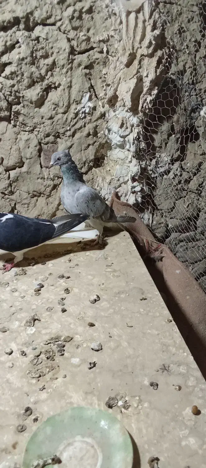 1000000|حیوانات|اسفراین, |دیوار