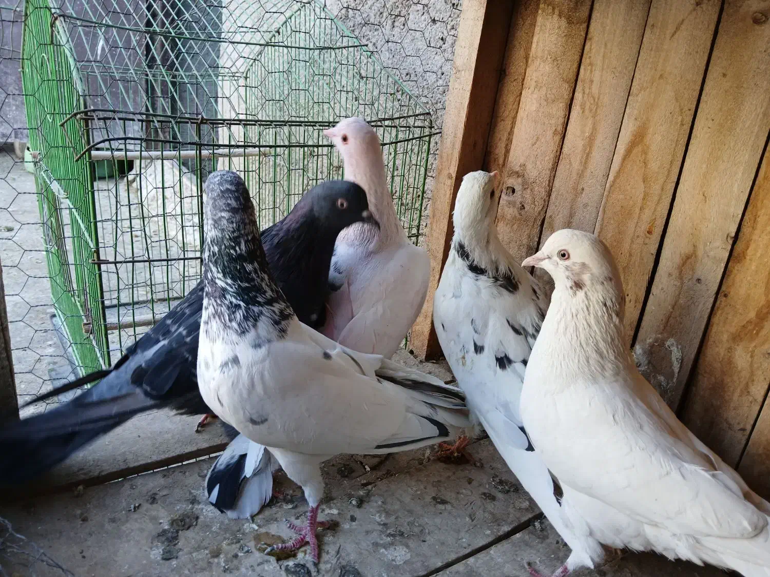 کفتر|پرنده|قم, شهید صیاد شیرازی|دیوار