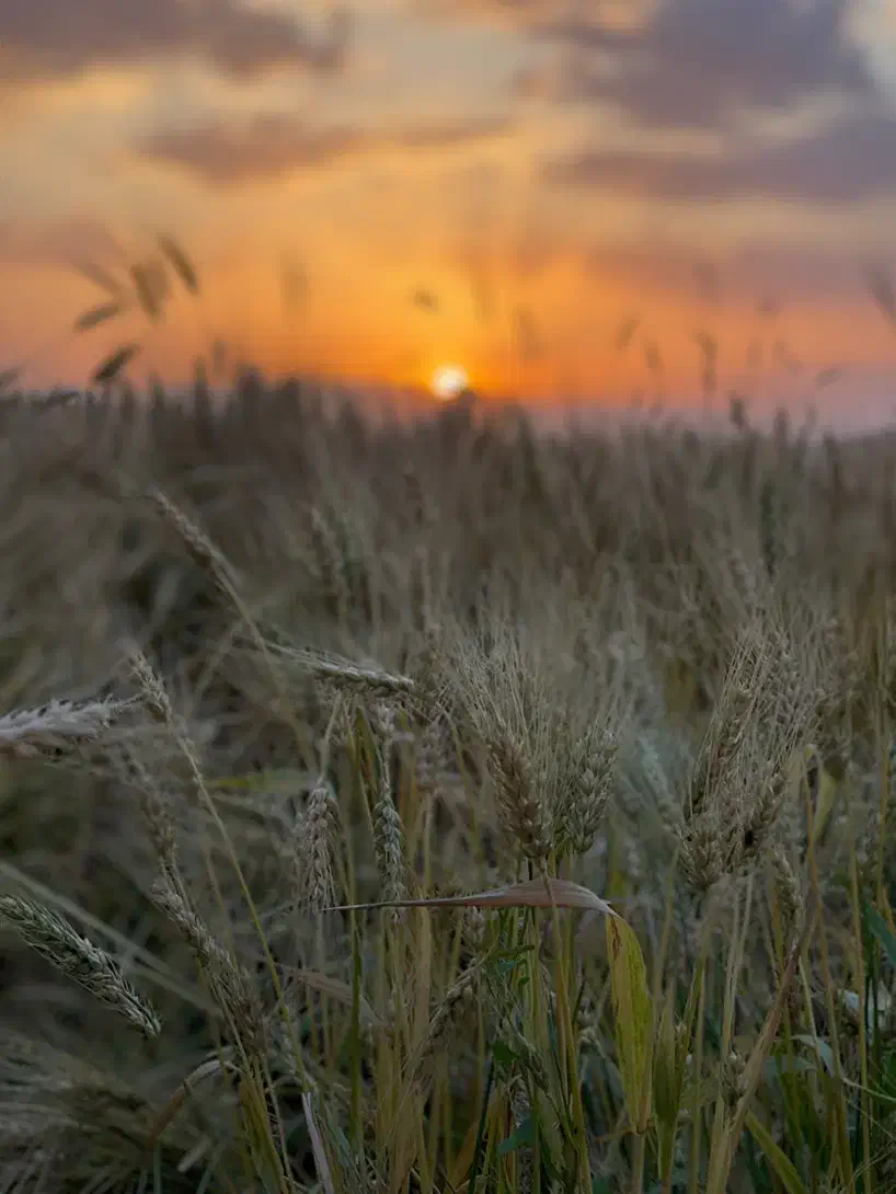 کارگر برای کار در دامداری|استخدام سرایداری و نظافت|بوکان, |دیوار