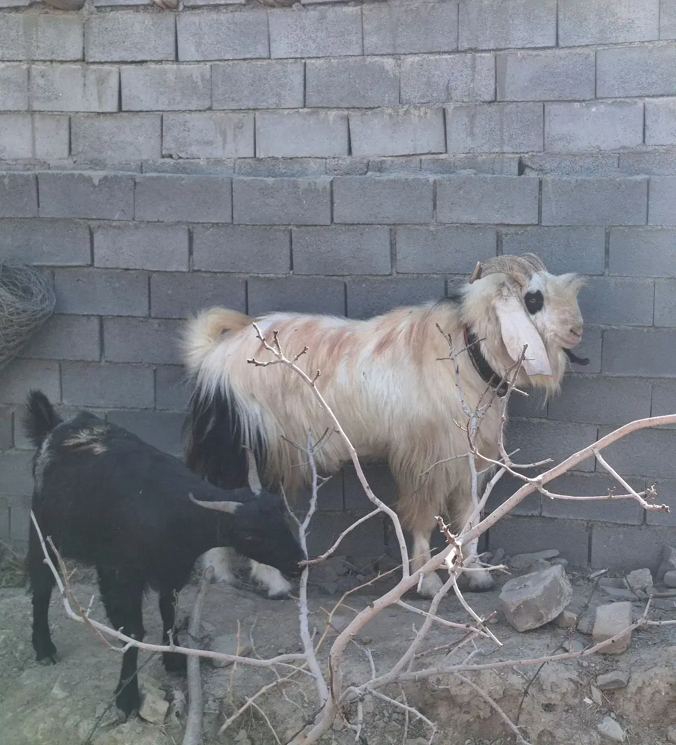 نر بز|حیوانات مزرعه|رضویه, |دیوار