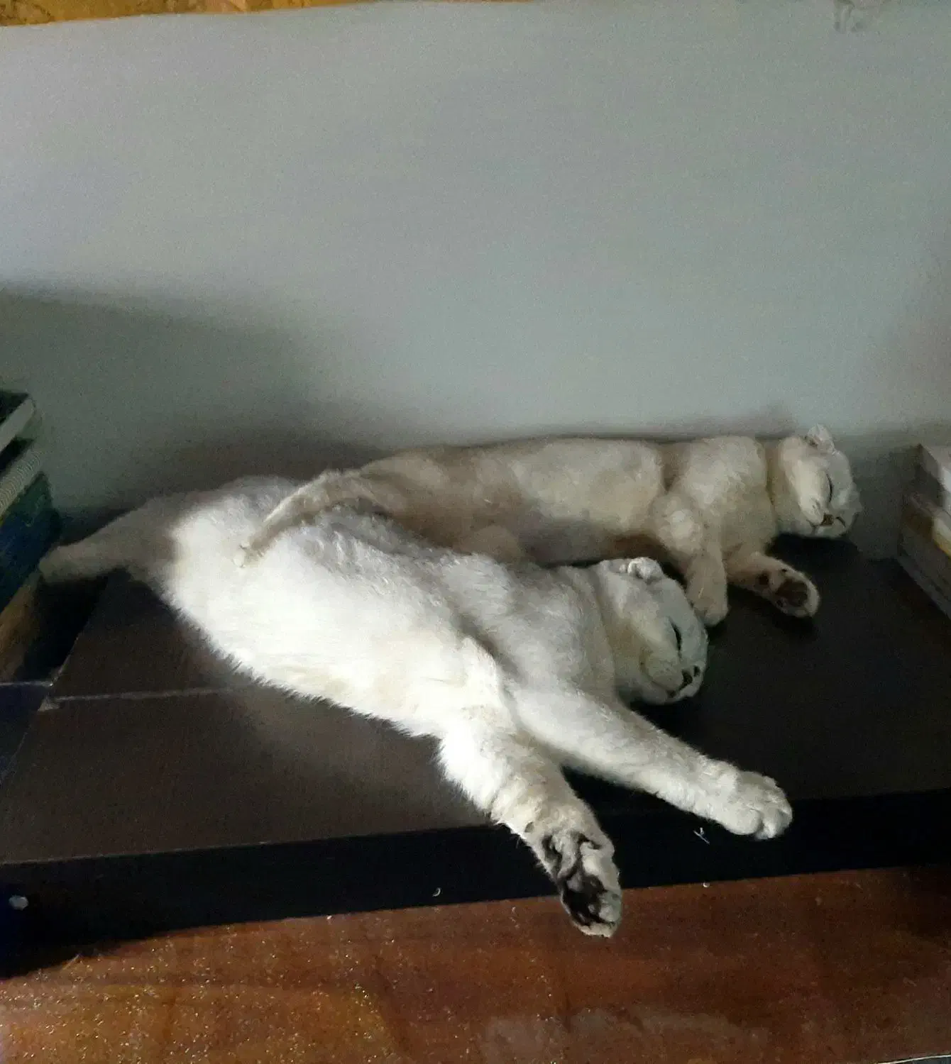 گربه اسکاتیش|گربه|تهران, تهرانپارس غربی|دیوار