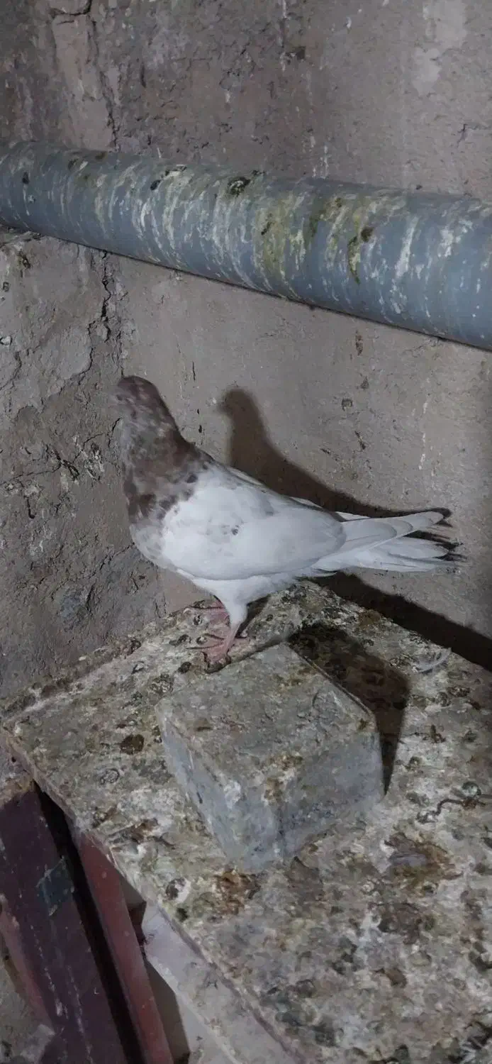 فروش کبوتر|پرنده|میانه, |دیوار