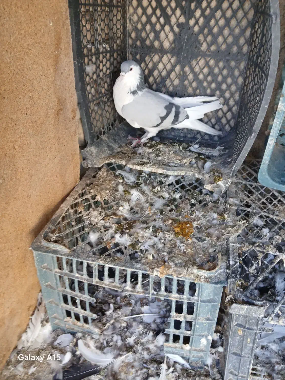 کفتر چپی|پرنده|فامنین, |دیوار