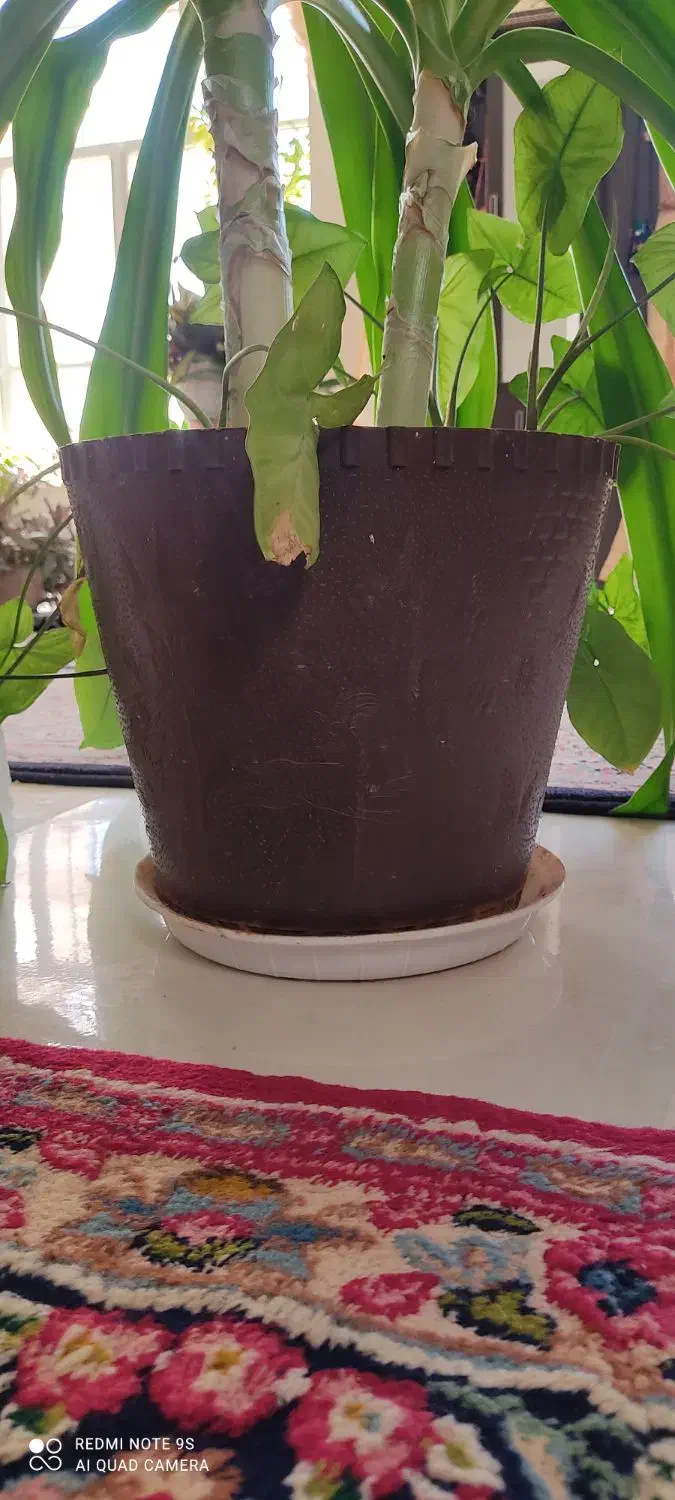 گل موزی|گل و گیاه طبیعی|ماهان, |دیوار