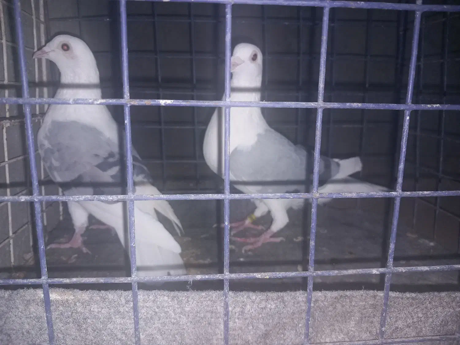 پلاکی‌ دوکت‌|پرنده|اصفهان, برازنده|دیوار