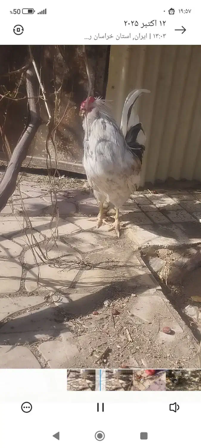 مرغ و خروس گلین اصل|حیوانات مزرعه|مشهد, شهید شهریاری|دیوار