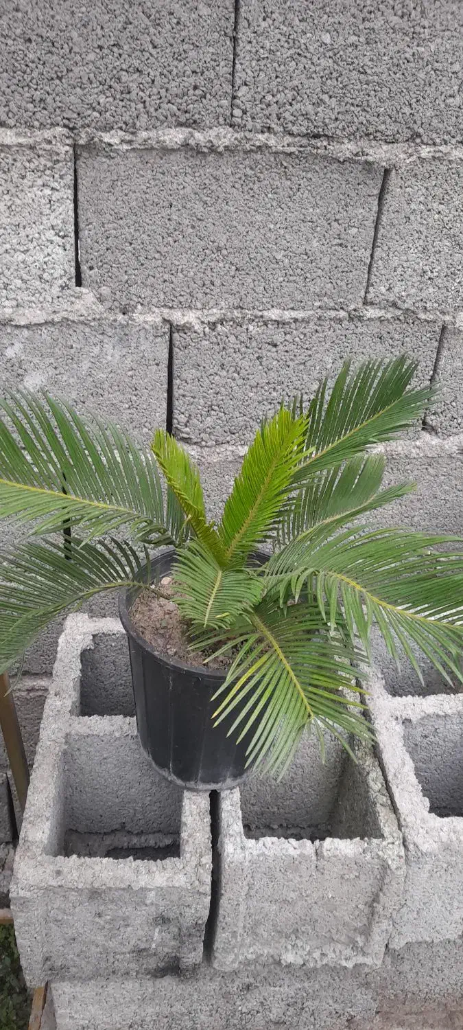 سیکاس وصخره ای|گل و گیاه طبیعی|رشت, حومه رشت|دیوار