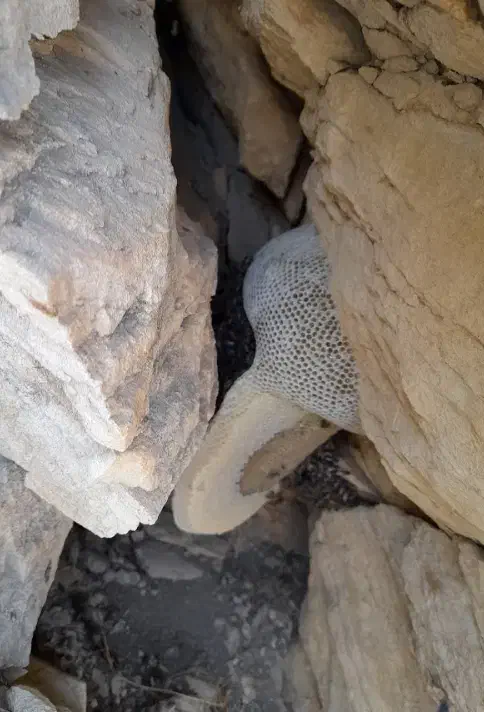 عسل طبیعی بشرط آزمایشگاه|خوردنی و آشامیدنی|لامرد, |دیوار