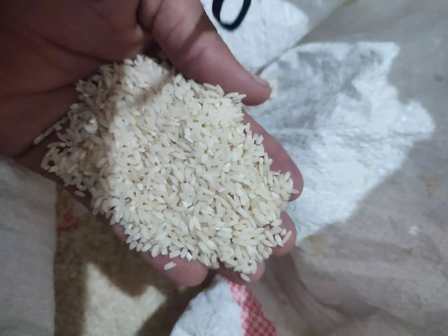 برنچ چنپا|خوردنی و آشامیدنی|باغ ملک, |دیوار