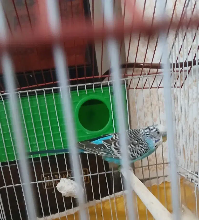 مرغ عشق نر بالق|پرنده|لاهیجان, لیالستان|دیوار