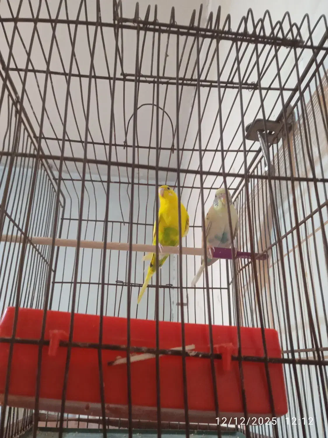 مرغ عشق|پرنده|قیامدشت - خاورشهر, |دیوار