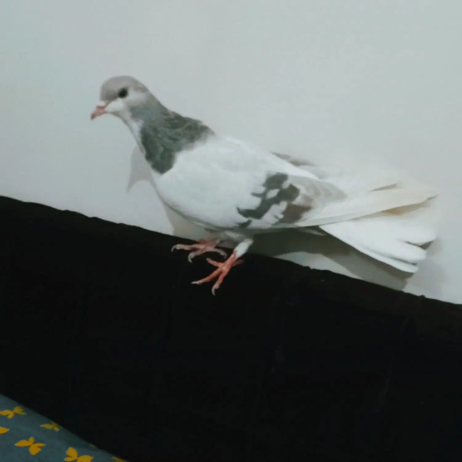 کبوتر ماده نقره ای خرقه روس دمپاک|پرنده|برخوار, |دیوار