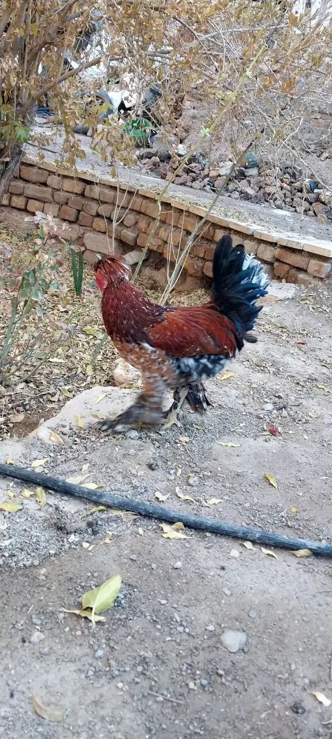 خروس|حیوانات مزرعه|محلات, |دیوار