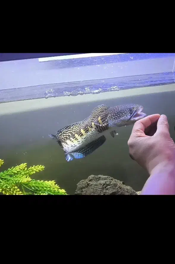 چانا گلدن کبری فین|ماهی|بندر انزلی, کلیور|دیوار