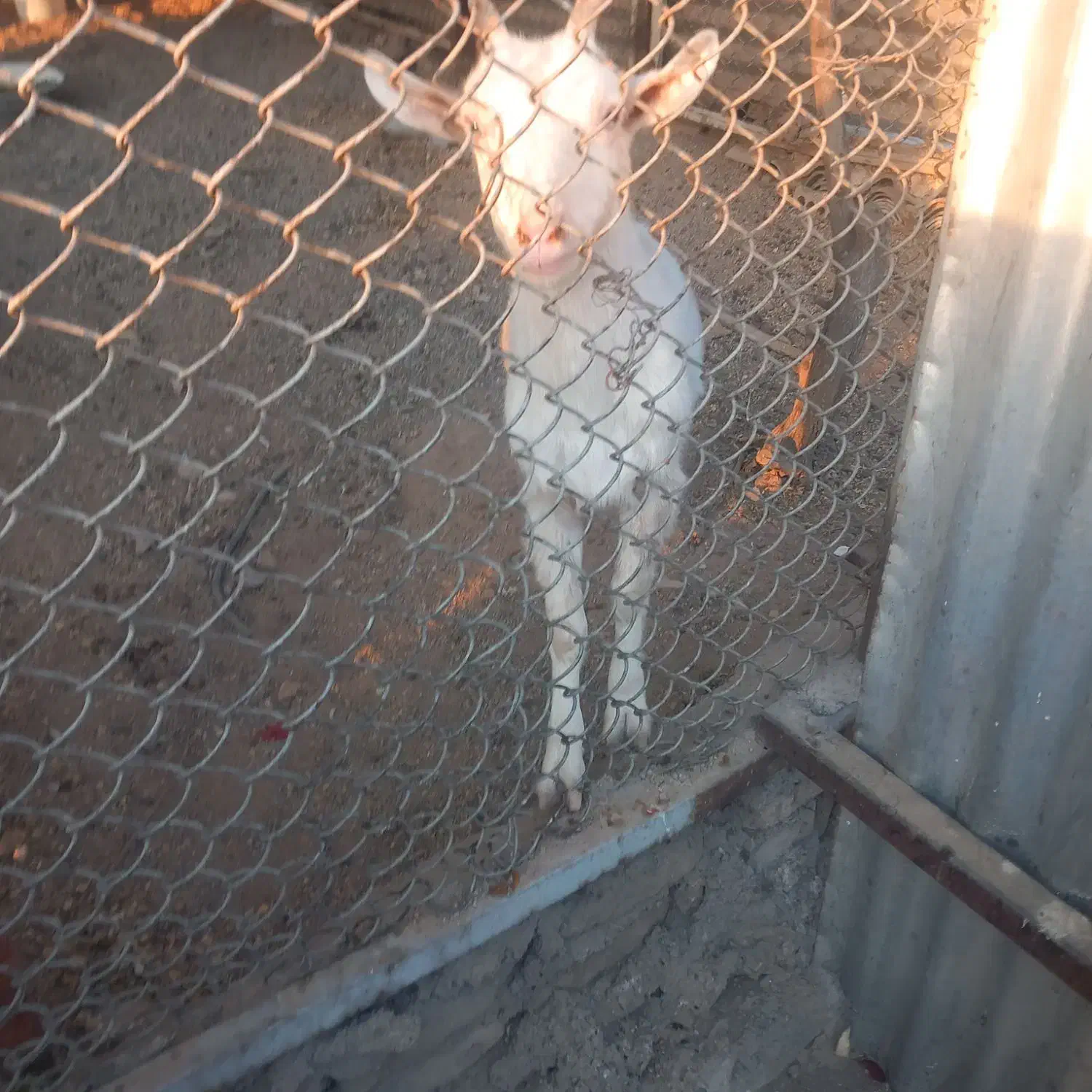 بز اصیل سانین ماده ۷ ماهه|حیوانات مزرعه|تهران, بوستان سرخه حصار|دیوار